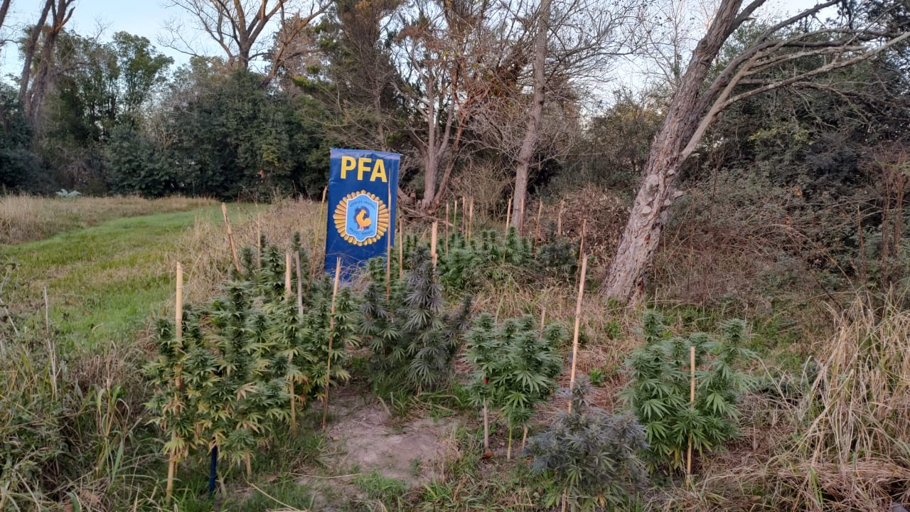 Allanaron una casa quinta en Roldán y secuestraron más de 200 plantas de marihuana